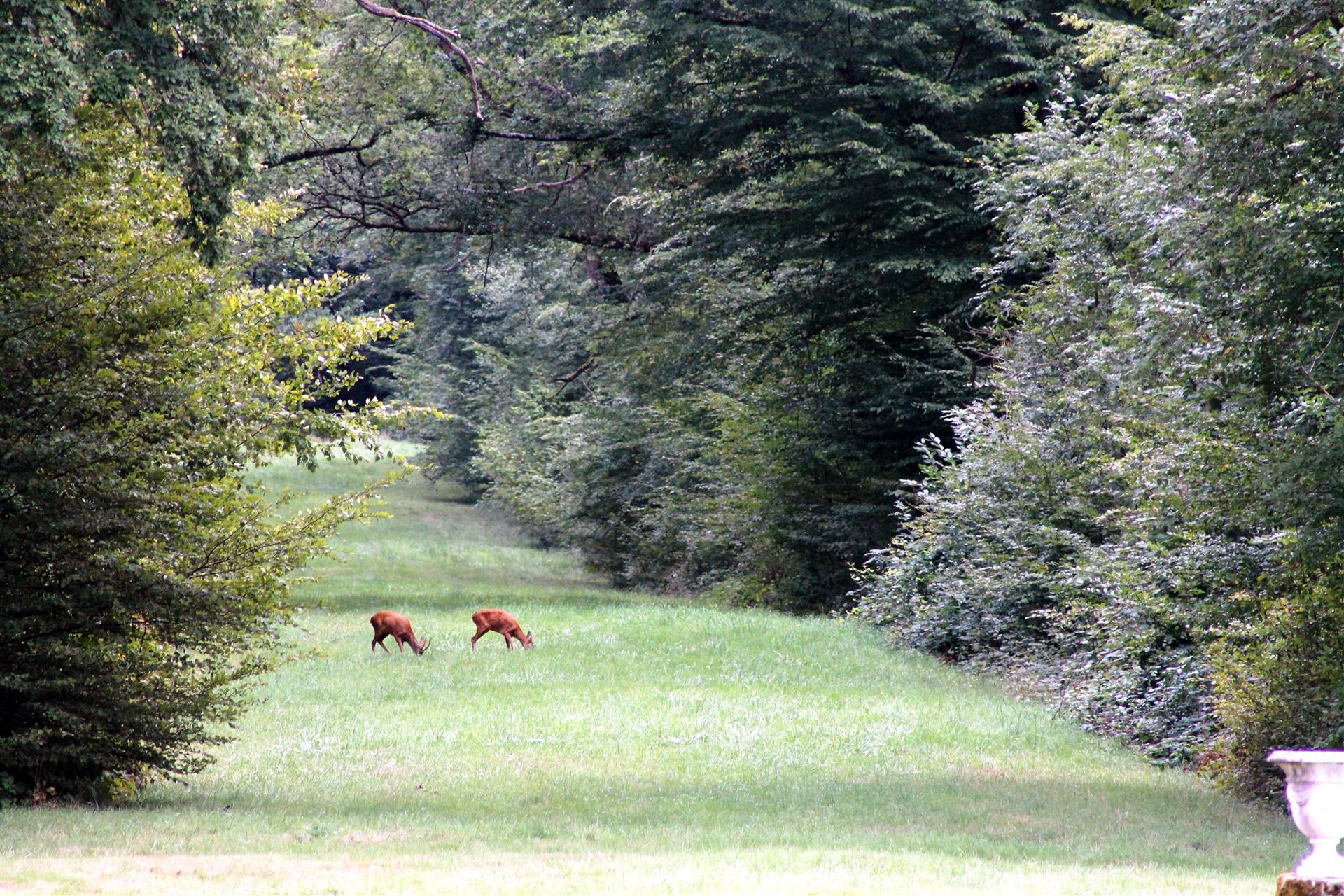 Jardin privatif de la Maison des Lavandins