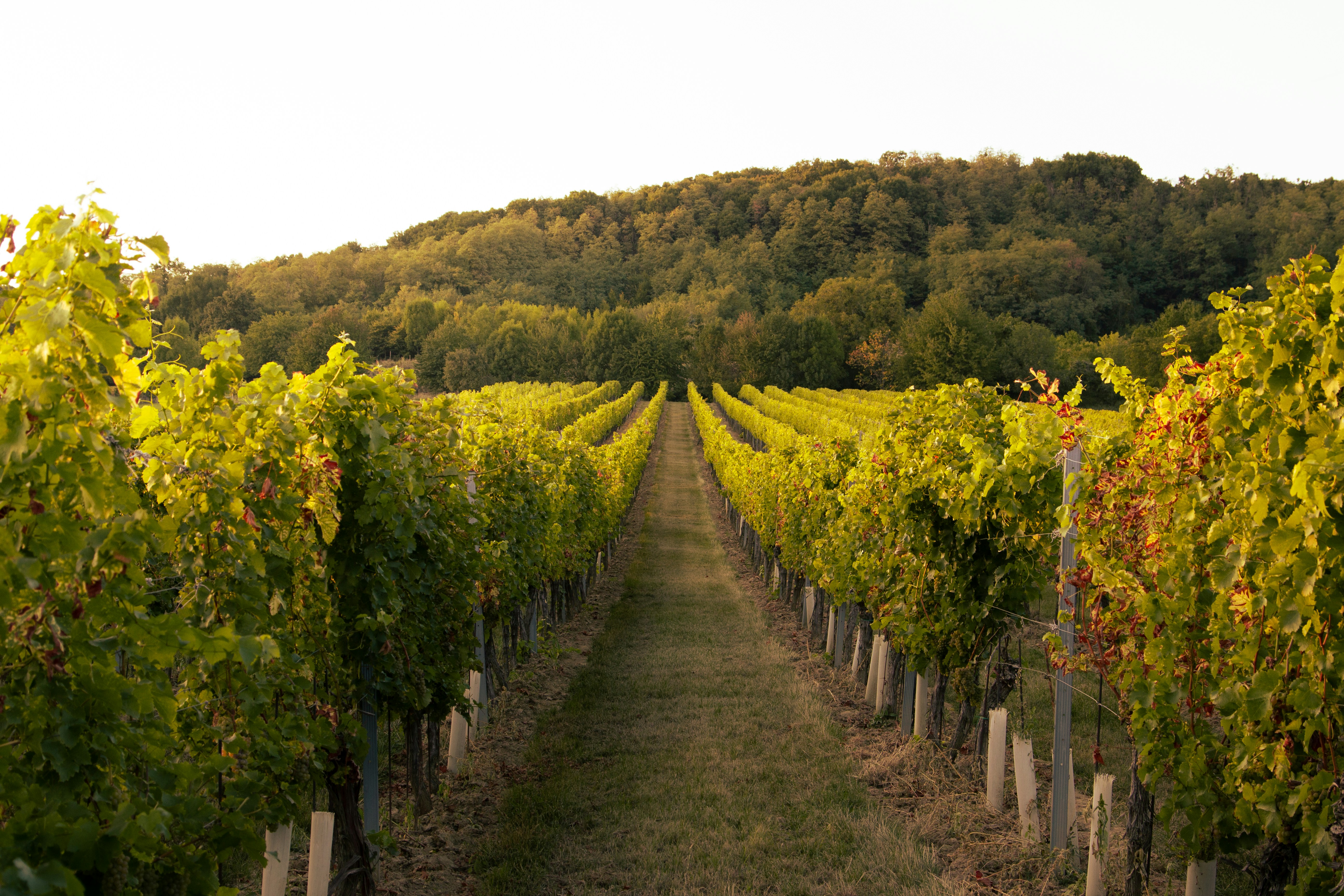 Vignobles de Bourgogne classés UNESCO près du Château de Musigny